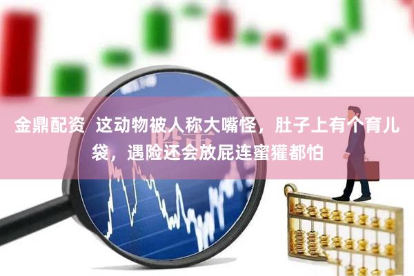 金鼎配资  这动物被人称大嘴怪，肚子上有个育儿袋，遇险还会放屁连蜜獾都怕