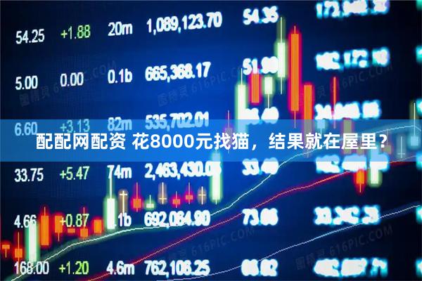 配配网配资 花8000元找猫，结果就在屋里？